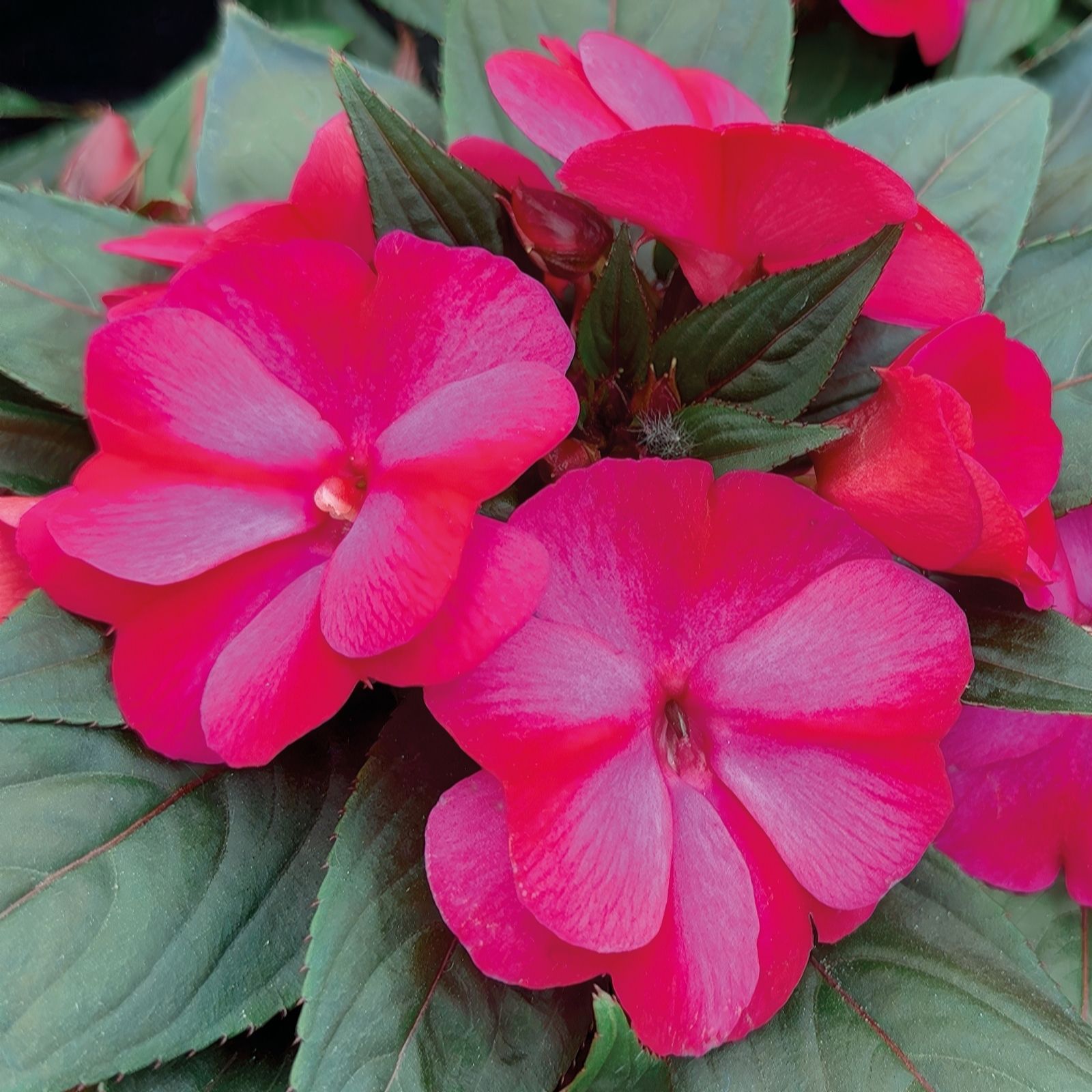 Richard Jackson New Guinea Busy Lizzie Colour Power 5 x 6cm