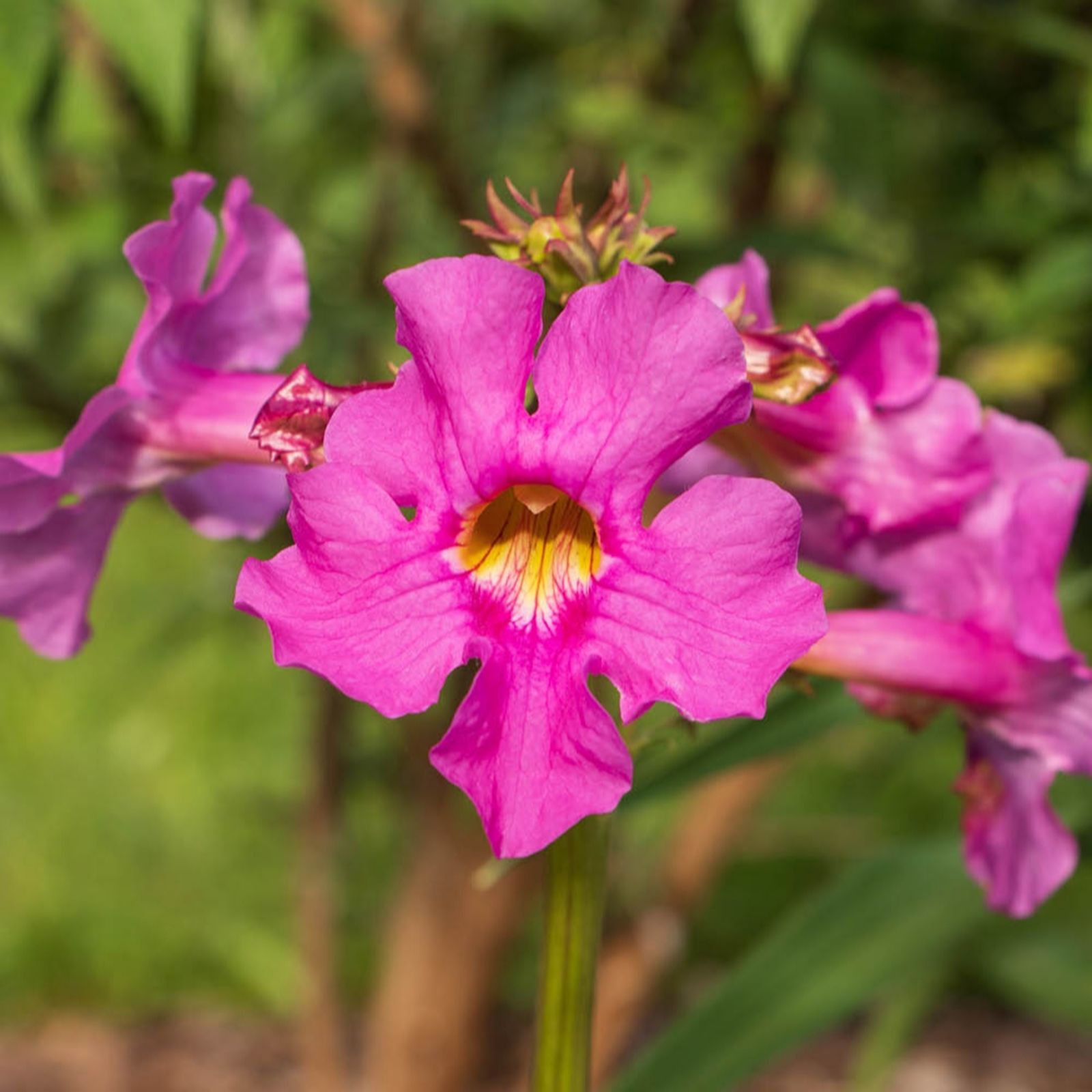 YouGarden Incarvillea 'delavayi XL' Bare Roots x10