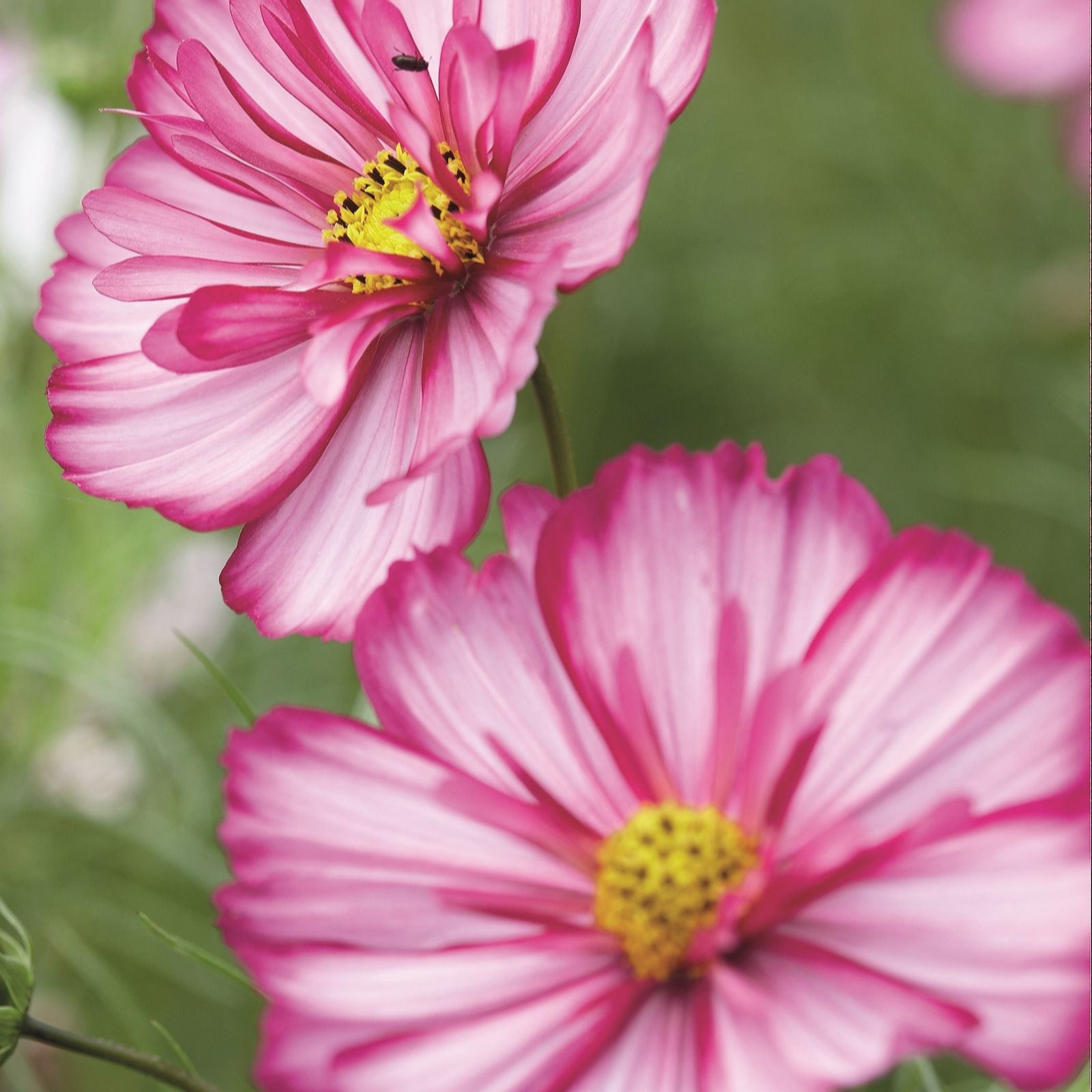 Hayloft Plants Kaleidoscopic Cosmos Collection 15 plants