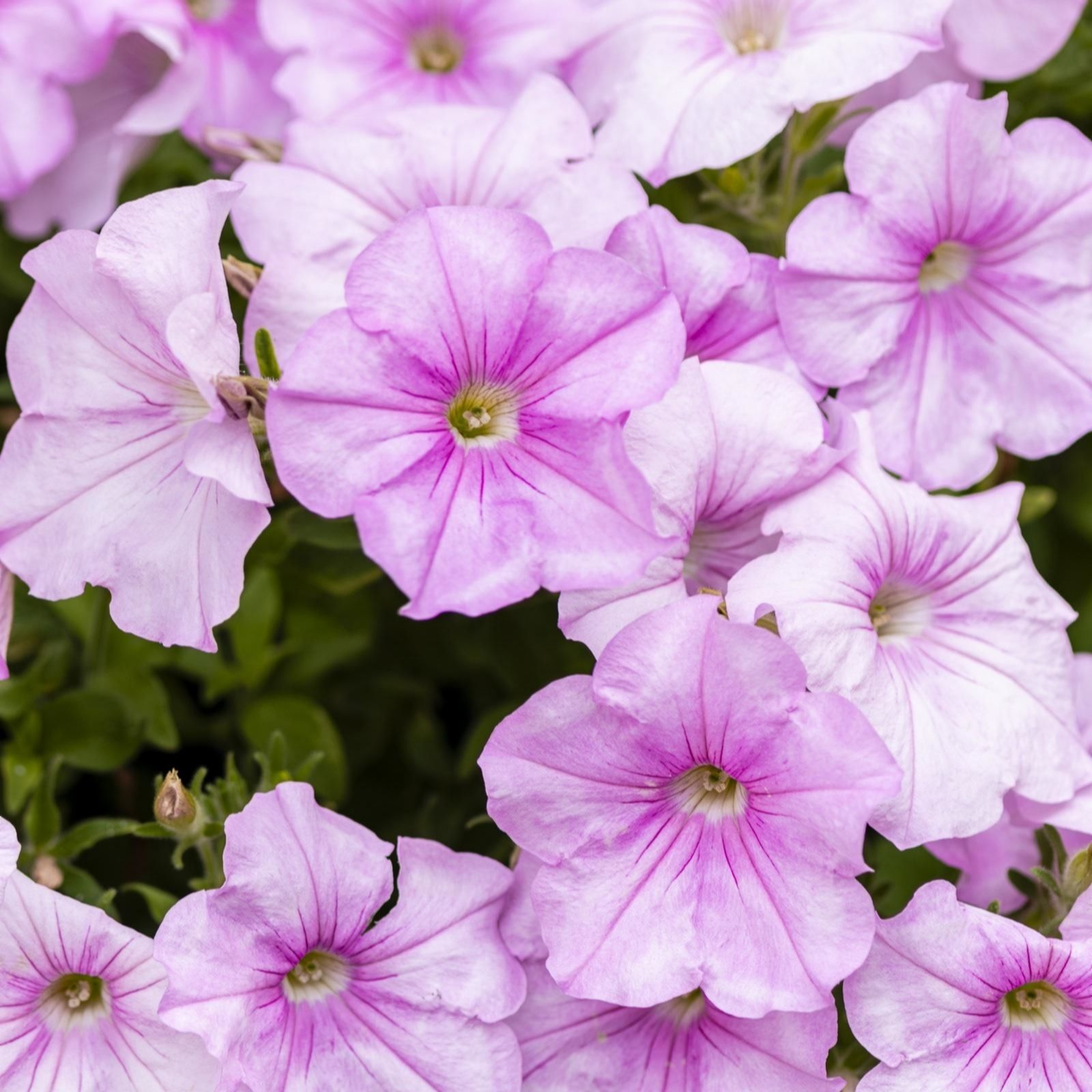 Thompson & Morgan Petunia 'Easy Wave Pink' Garden Ready Plants x 12