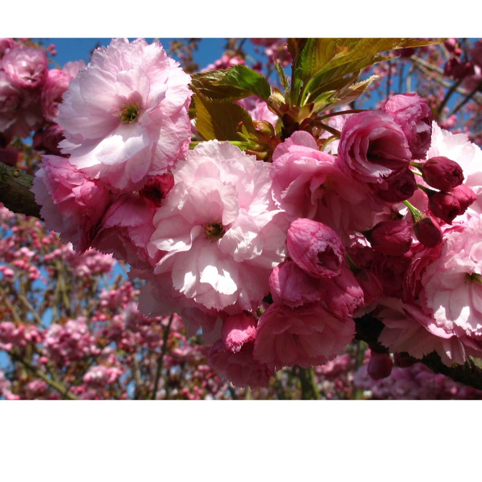 Frank P Matthews Prunus Beni-Yutaka in 12L Container