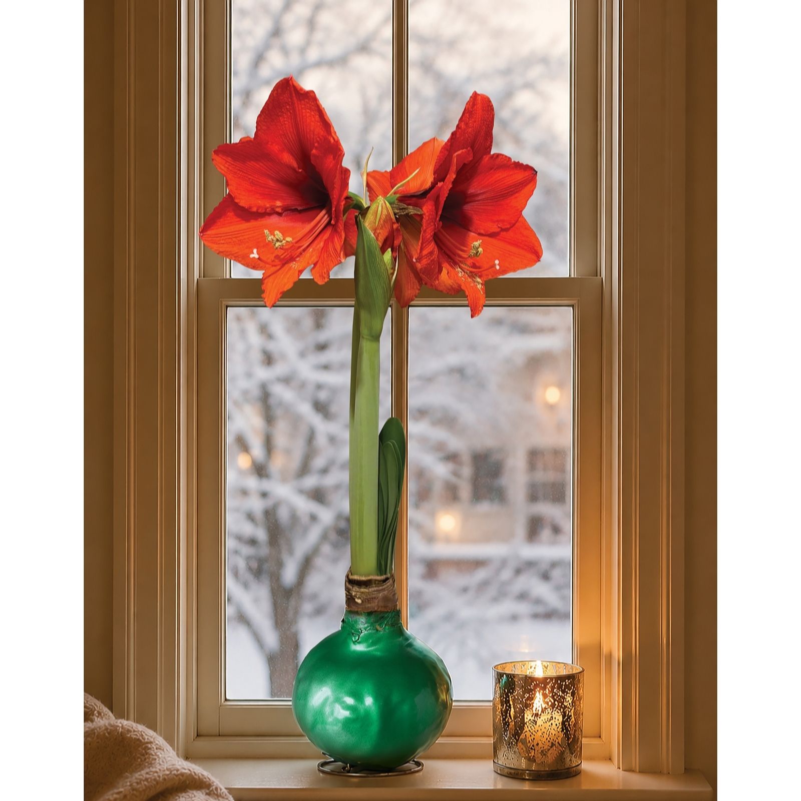 Plants2Gardens Waxed Amaryllis Cerise & Sea Green 28/30 Bulbs