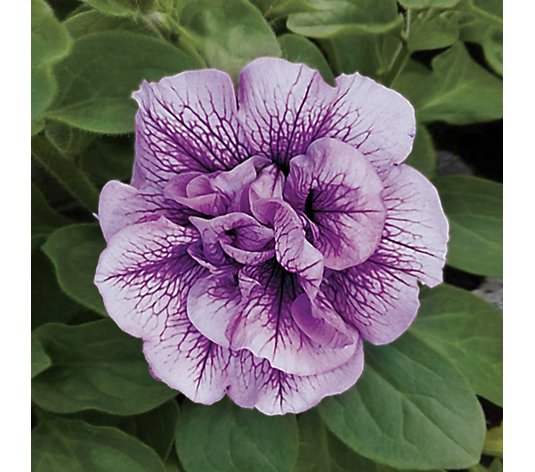 de Jager Petunia Tumbelina Blue Collection 8 x 3.1cm Young Plants