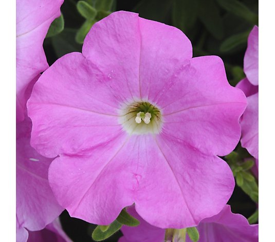 Precious Plants All-weather Petunia Pink Panther 6x 3.1cm Young Plants