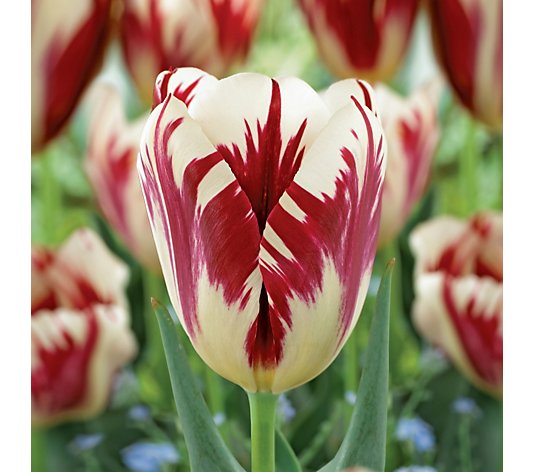 de Jager 20x Tulip Grand Perfection and Mascara 12+ Sized Bulbs
