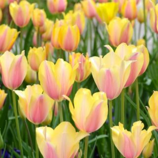Richard Jackson's Sunset Shades Tulip 12 x size 12+ bulbs