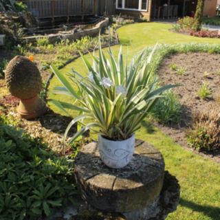 Plants2Gardens Iris Cruella 2.5 Litres