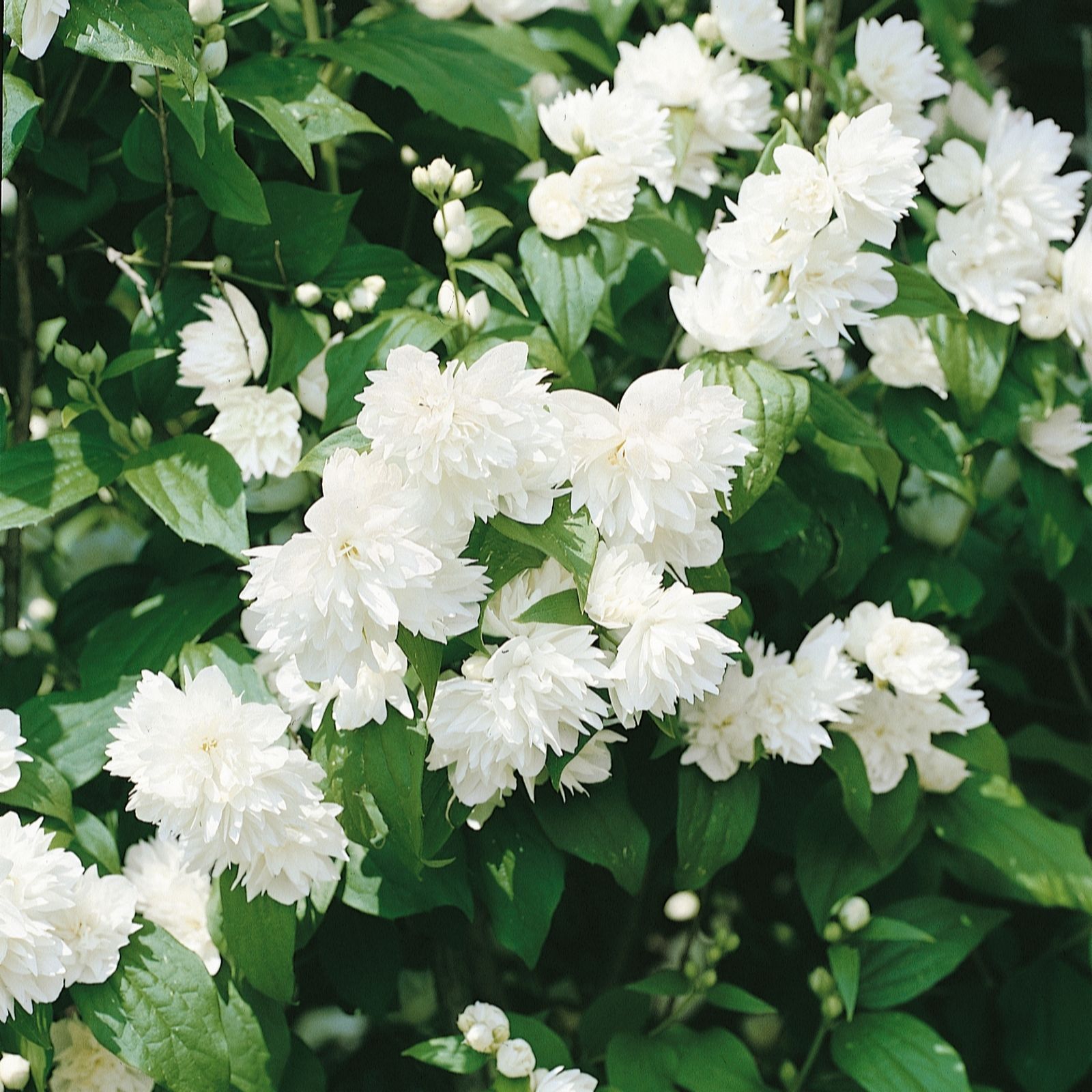 Plants2Gardens Philadelphus Minnesota Snowflake 3ltr