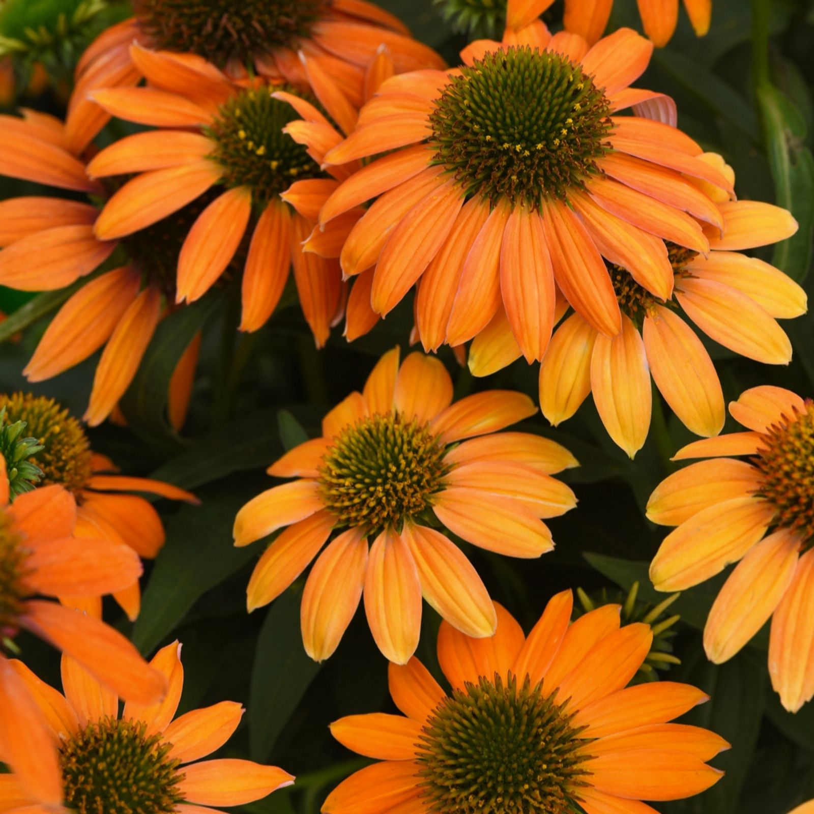 Richard Jackson`s Nursery Fresh Golden Echinacea 3x7 cm Garden Ready
