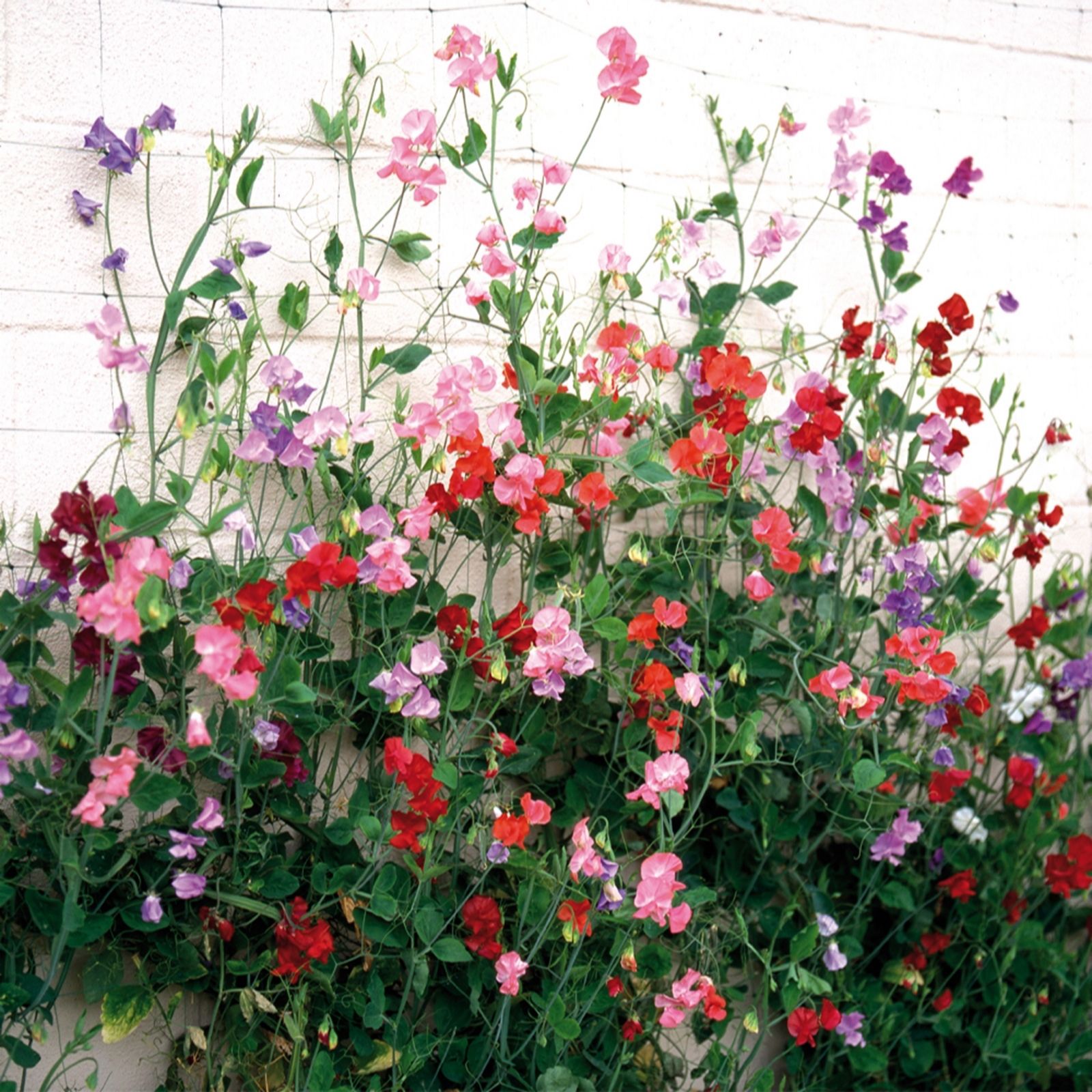 YouGarden Sweet Pea Cut Flower Mix Garden Ready Plants x20