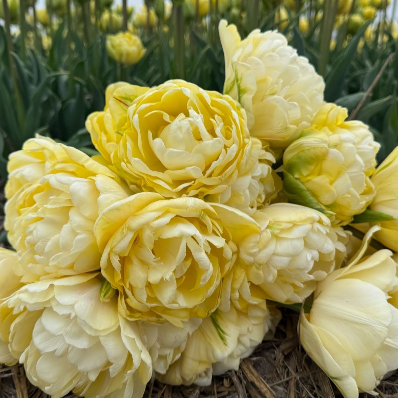Thompson & Morgan Tulip Wedding Dream 8 Bulbs