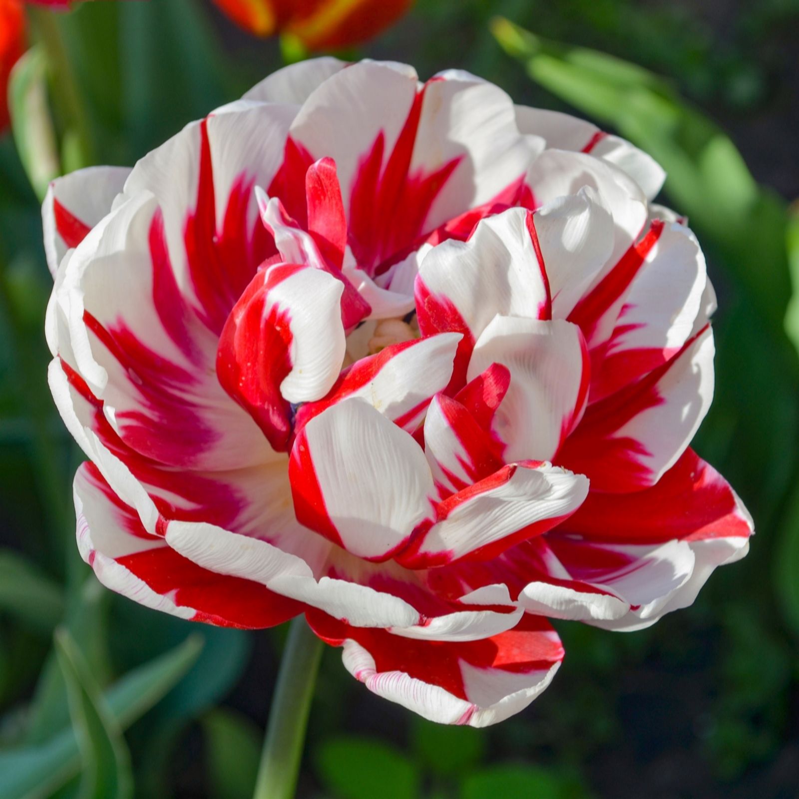 YouGarden Tulips 'Carnaval de Nice' x20 bulbs