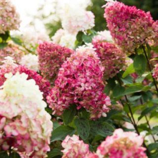 Thompson & Morgan Hydrangea Living 'Blush' Collection 12cm Pot x 3