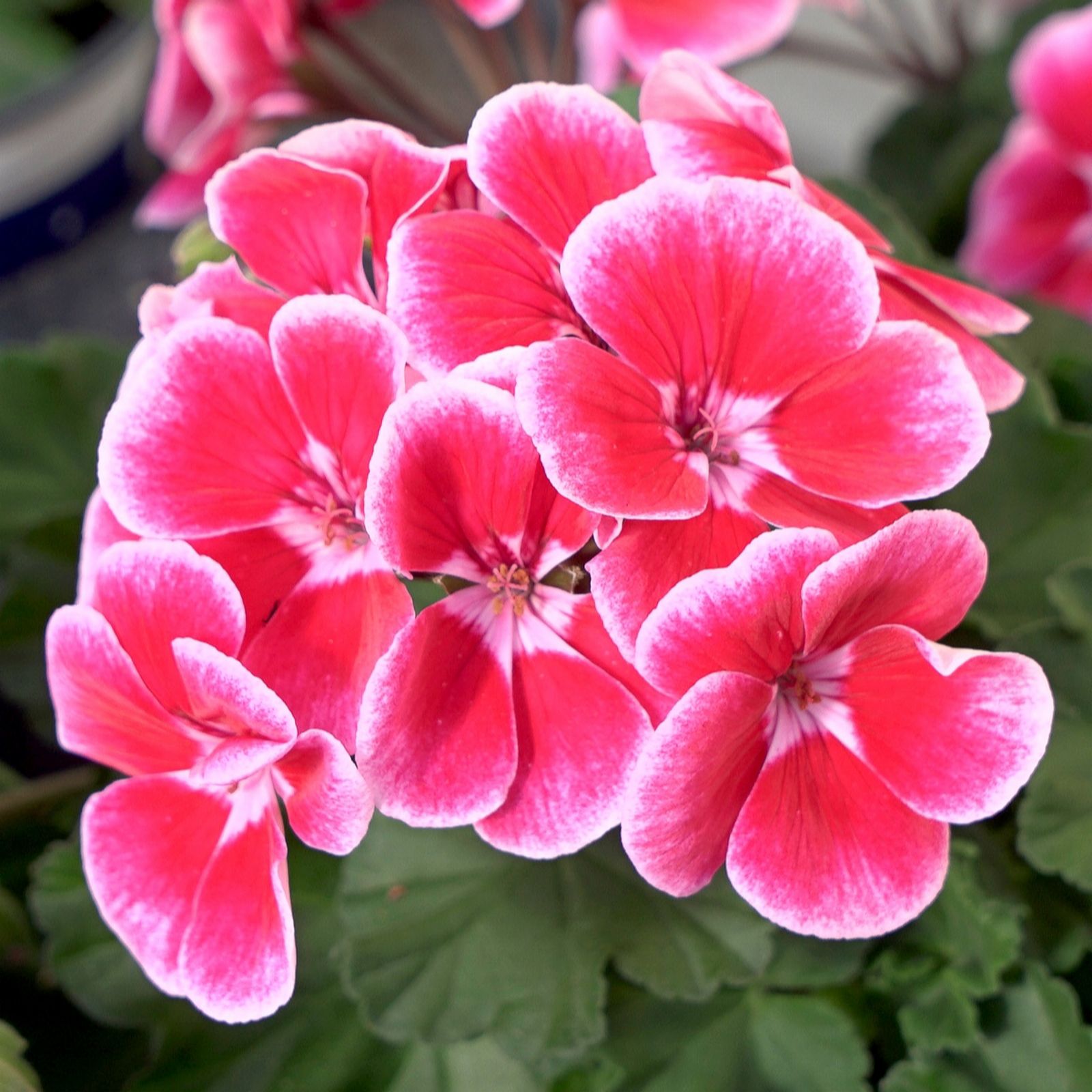 Richard Jackson Two-in-One Geranium 5 x 6cm