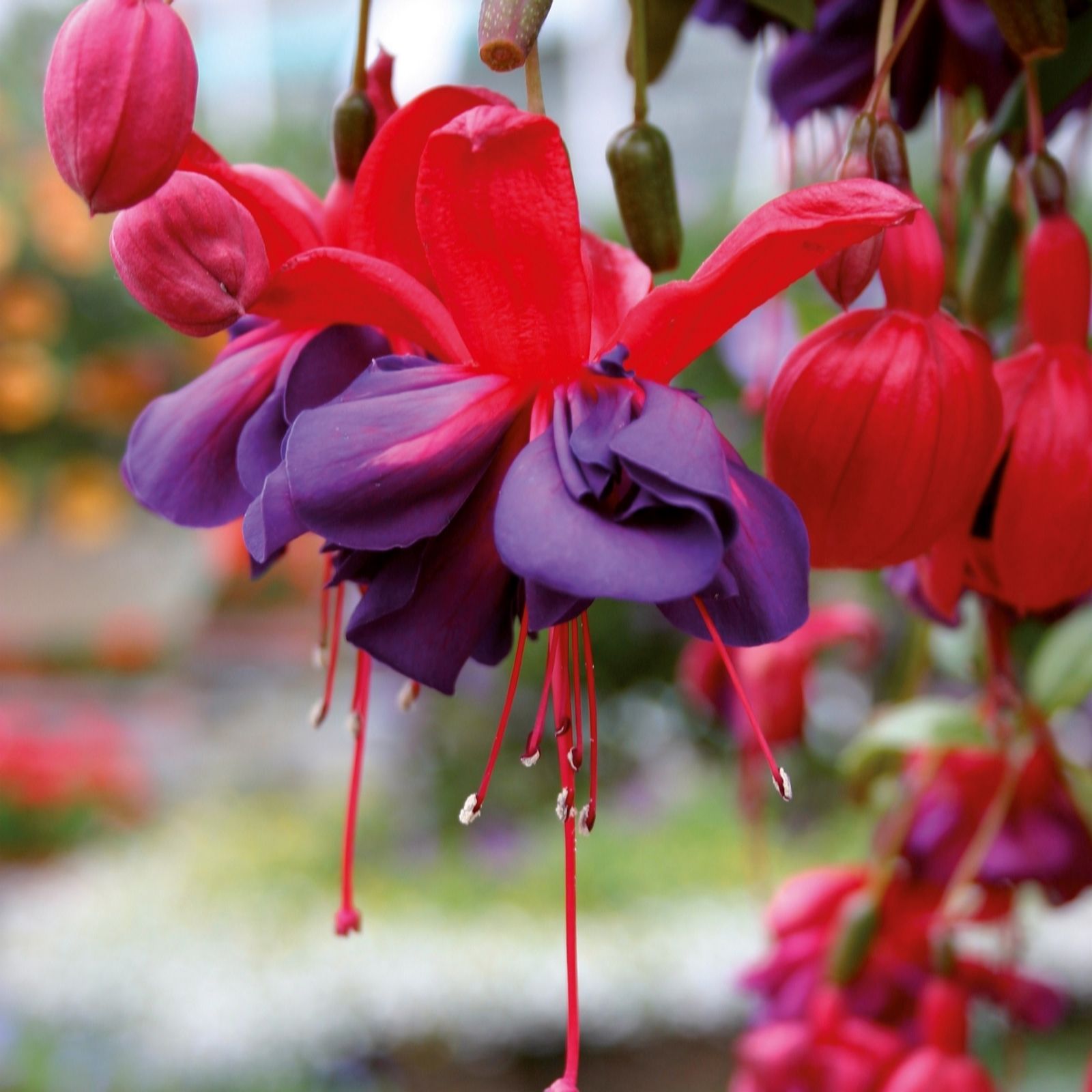 Hayloft Plants Giant Flowered Southern Belle Fuchsias x 15 Plants