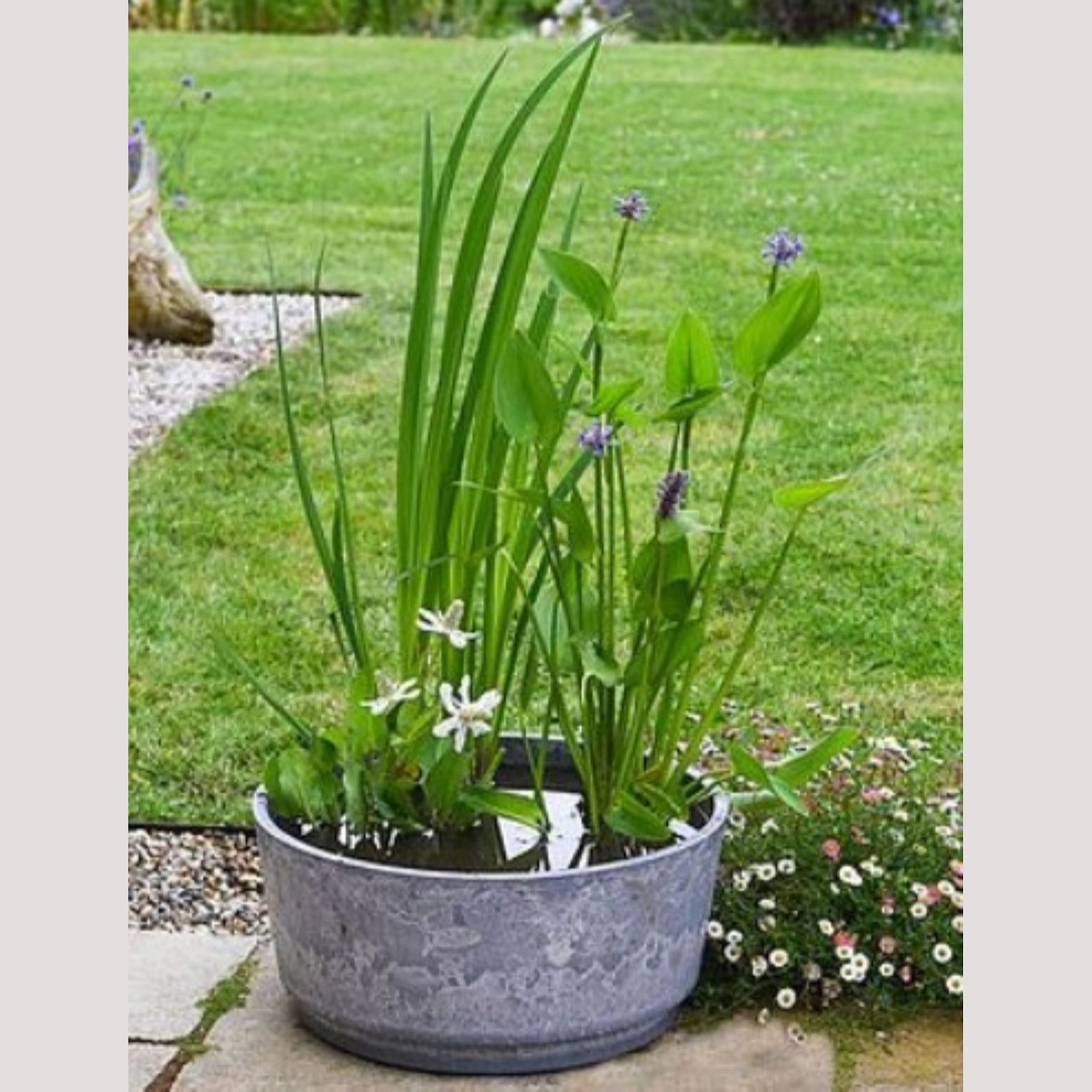 Thompson & Morgan Flowering Patio Pond Kit + Marble Caeser Bowl 46cm