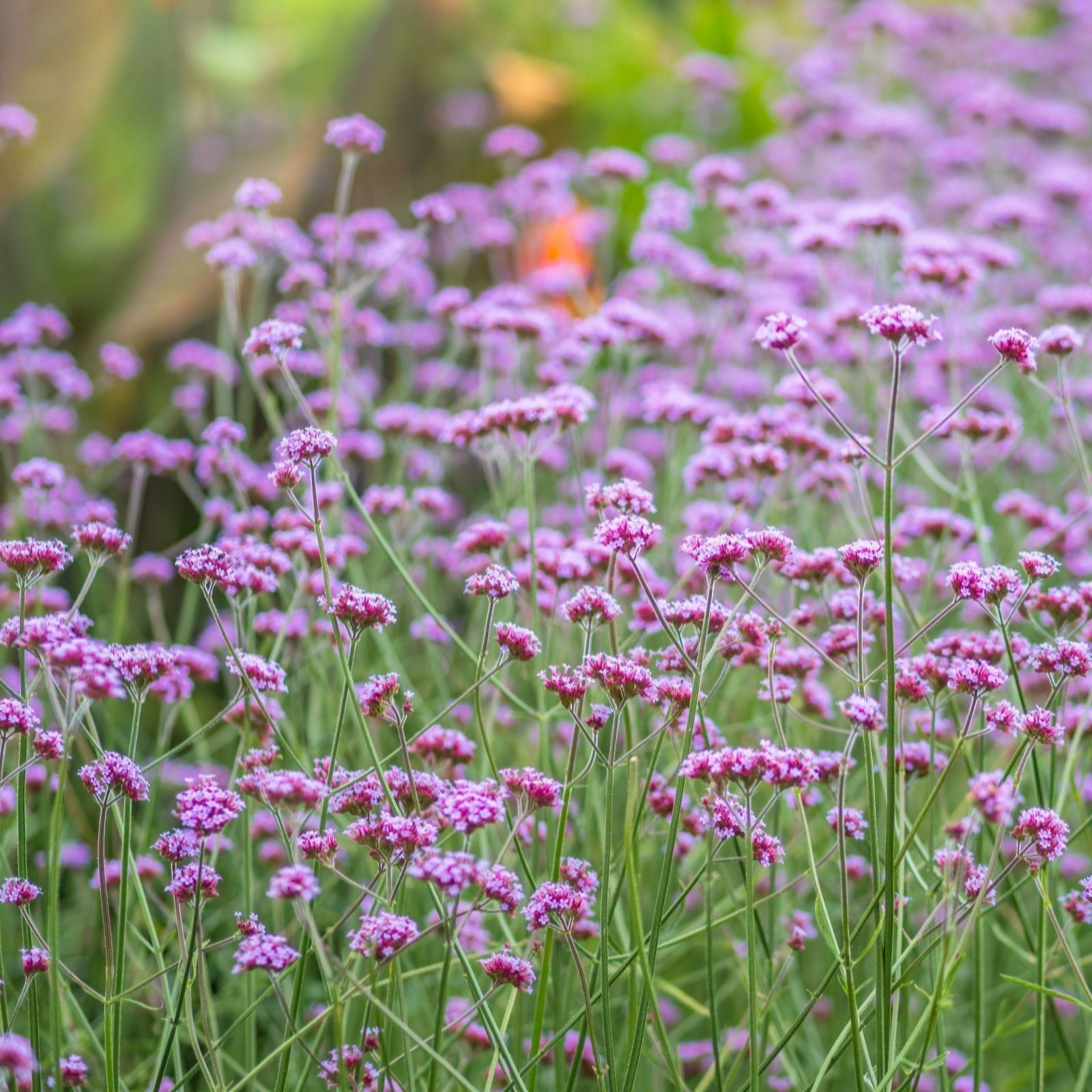 Thompson & Morgan Verbena Bonariensis Garden Ready x 12