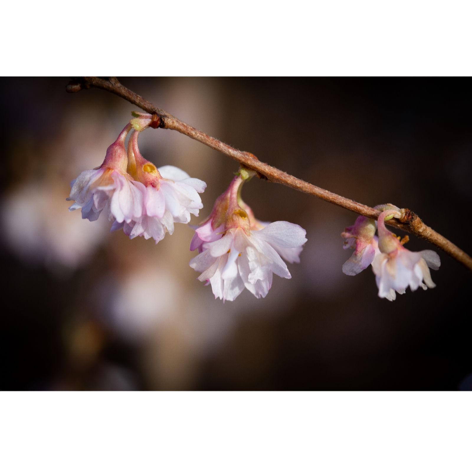 Frank P Matthews Prunus blossom collection (4x Container trees)