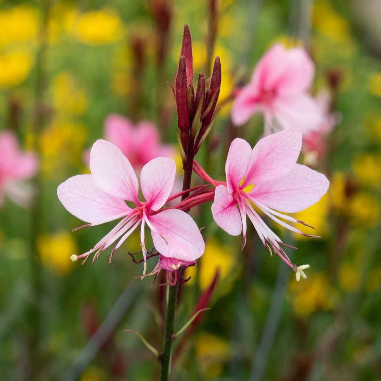 YouGarden Gaura Lindheimeri 'Siskiyou Pink' in 9cm Pots x3
