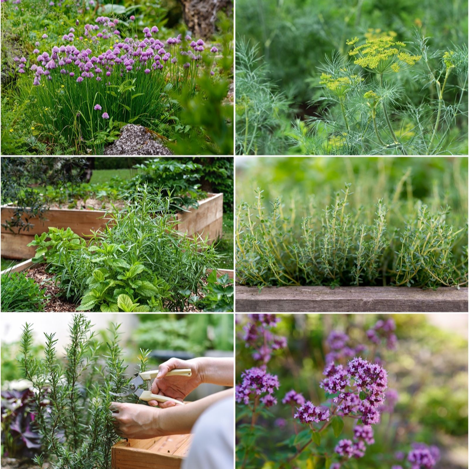 Fyne Herbs Square Metre Herbs x6