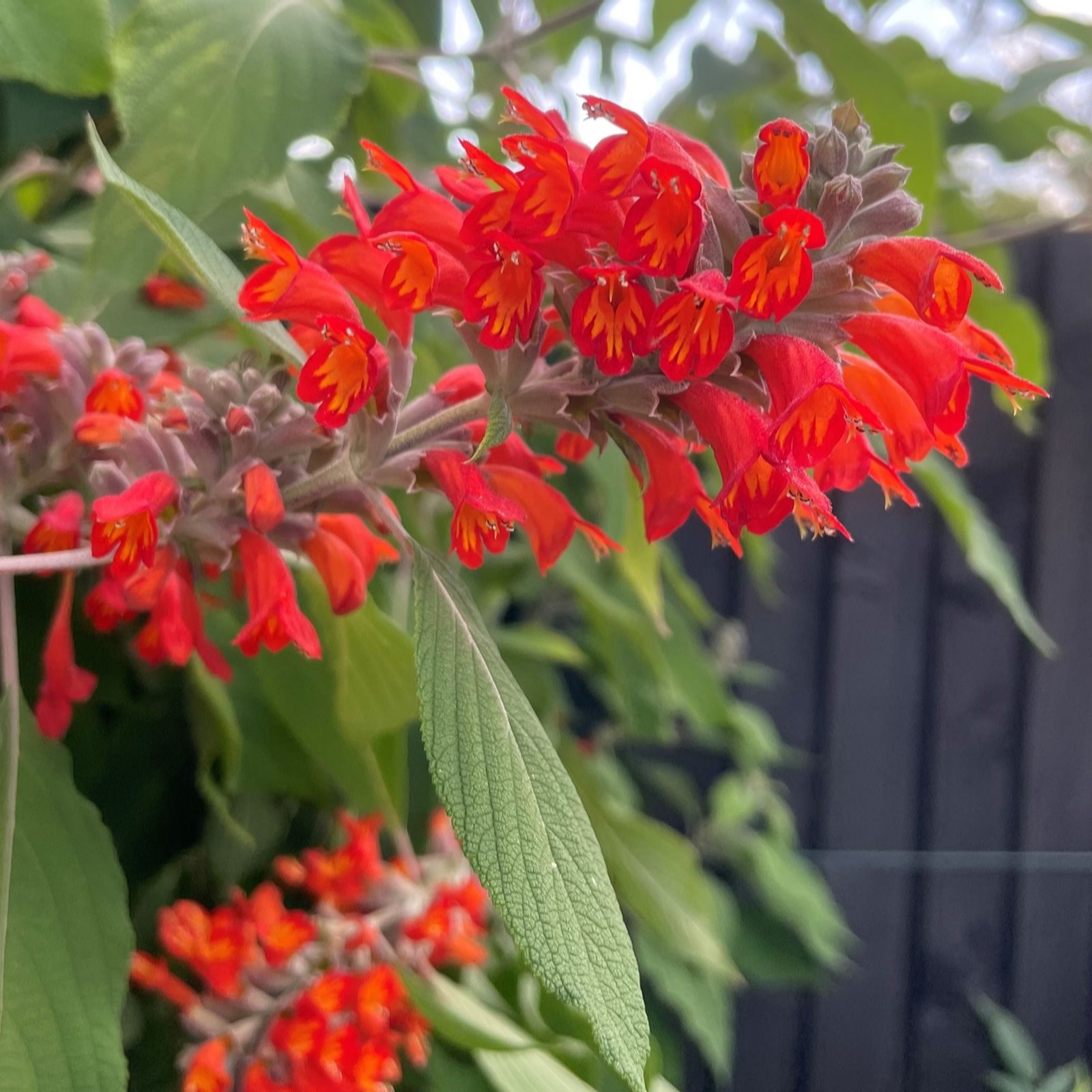 Plants2Gardens Colquhounia Nepalese Flame 3 x 9cm