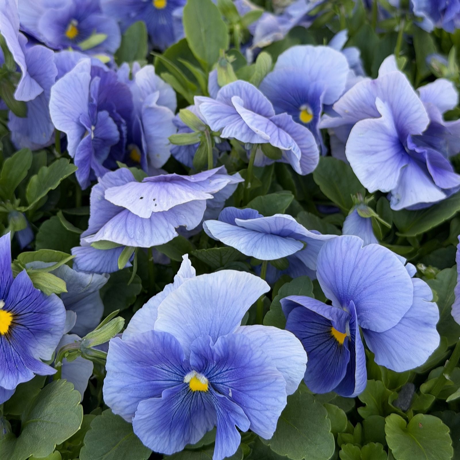 Plants2Gardens Pansy Pro Clear Light Blue 20 x 5cm Plants