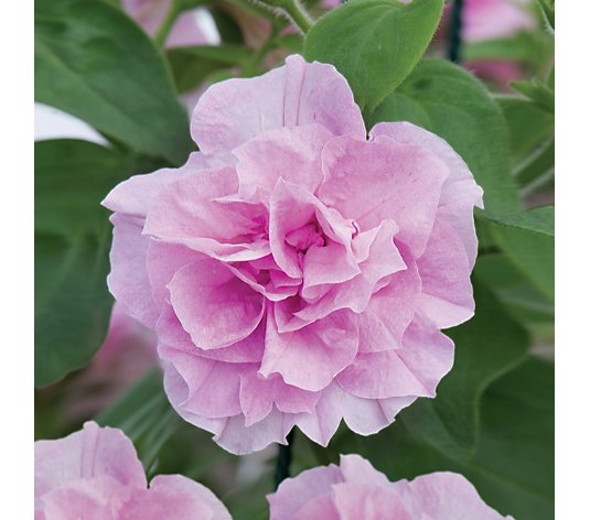 de Jager Petunia Tumbelina Pink Collection 8x3.1cm Young Plants