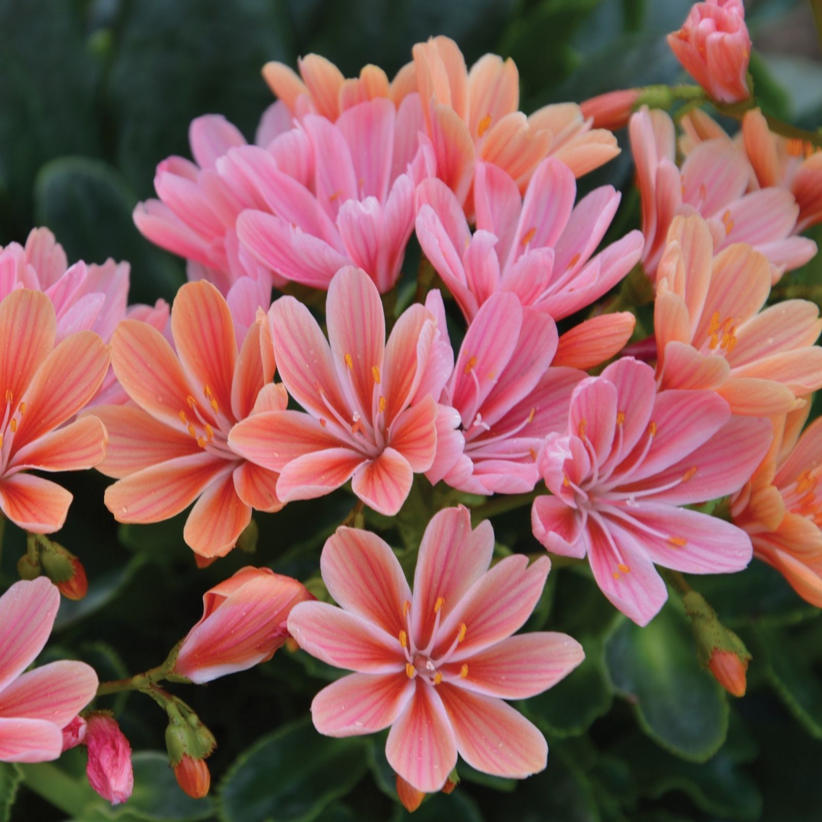 3x de Jager Lewisia Constant Coral 4.8cm Young Plants - QVC UK