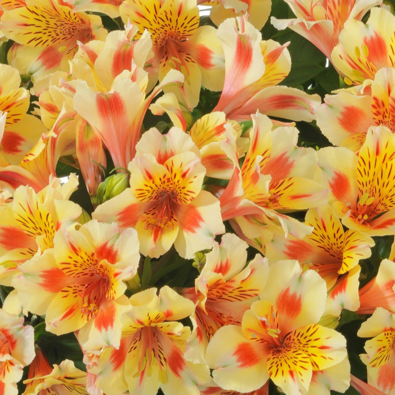 Hayloft Plants Alstroemeria Inticancha 3x 5cm QVC UK