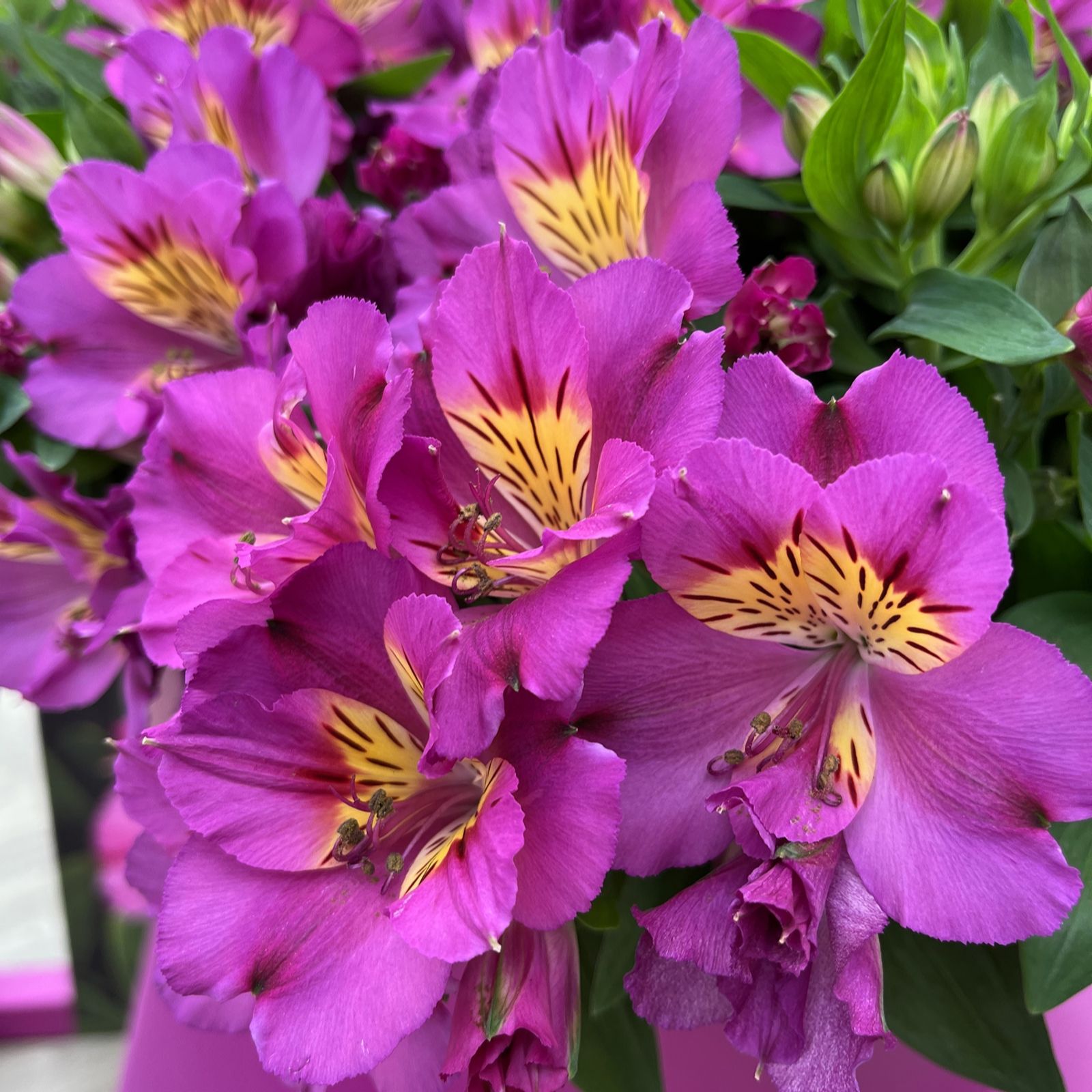 Hayloft Plants Alstroemeria Inticancha 3x 5cm - QVC UK