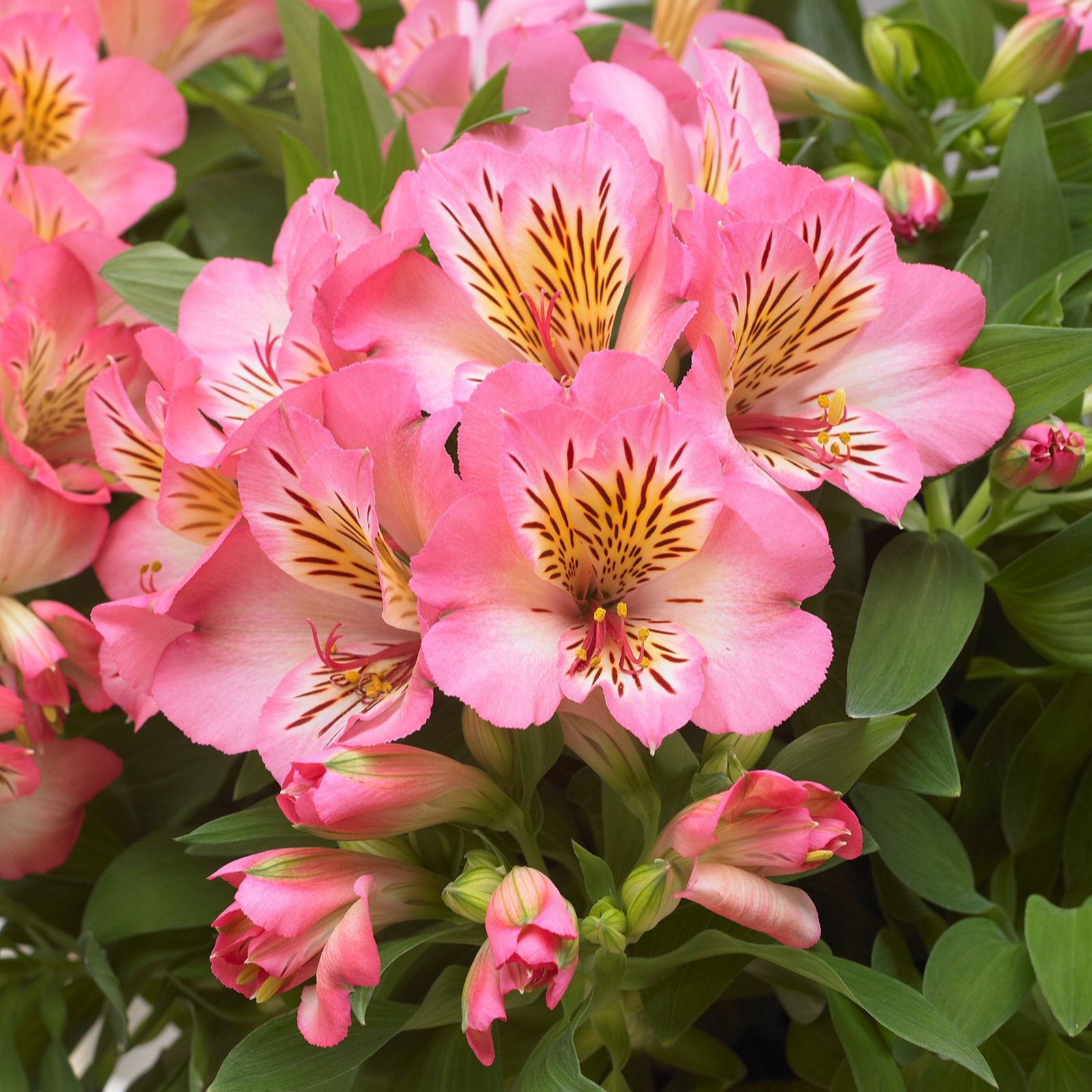 Hayloft Plants Alstroemeria Inticancha 3x 5cm QVC UK