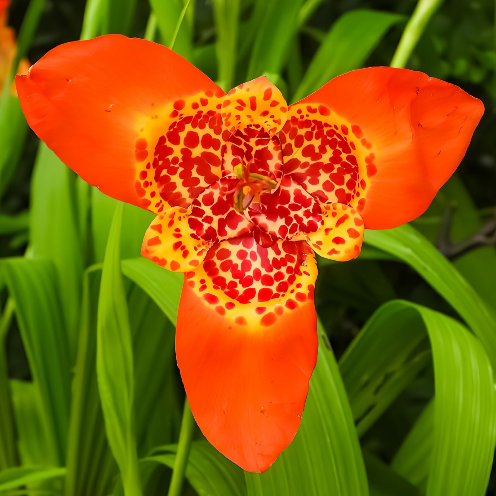 Richard Jackson`s 30 Summer Sensations Bulbs + 500ml Liquid Flower