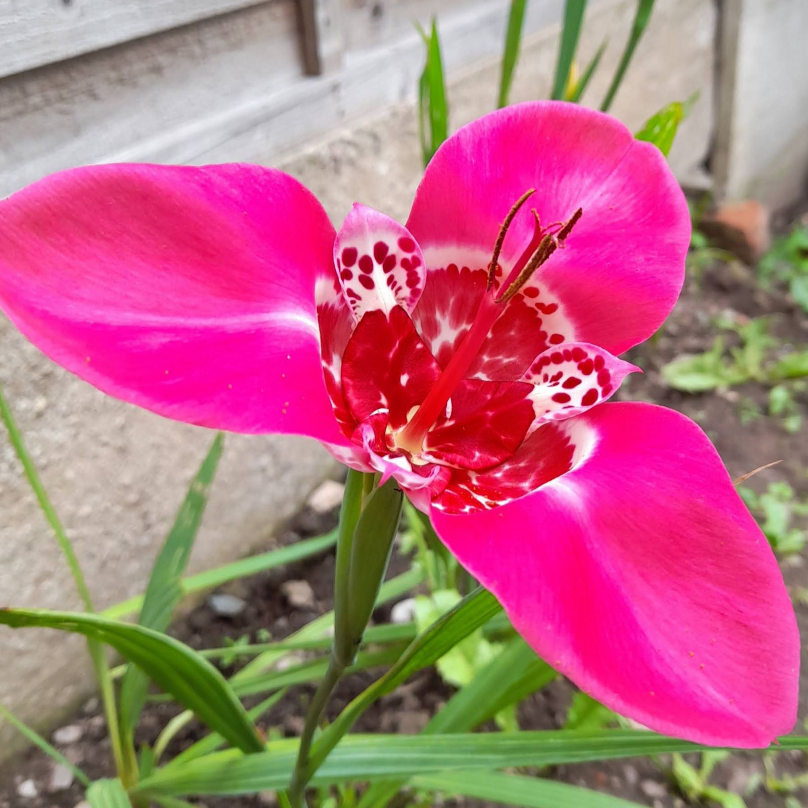 Richard Jackson`s 30 Summer Sensations Bulbs + 500ml Liquid Flower