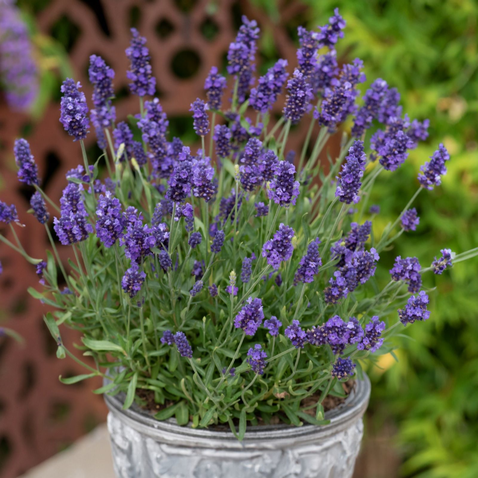 Richard Jackson`s Nursery Fresh Fragrant Lavender 3x7 cm Garden Ready