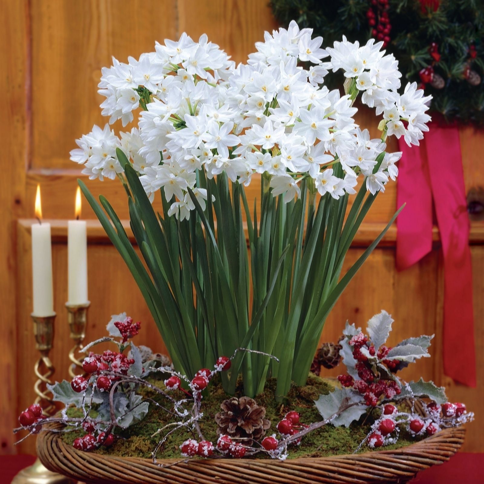 de Jager Indoor Flowering Paperwhite Narcissus x12