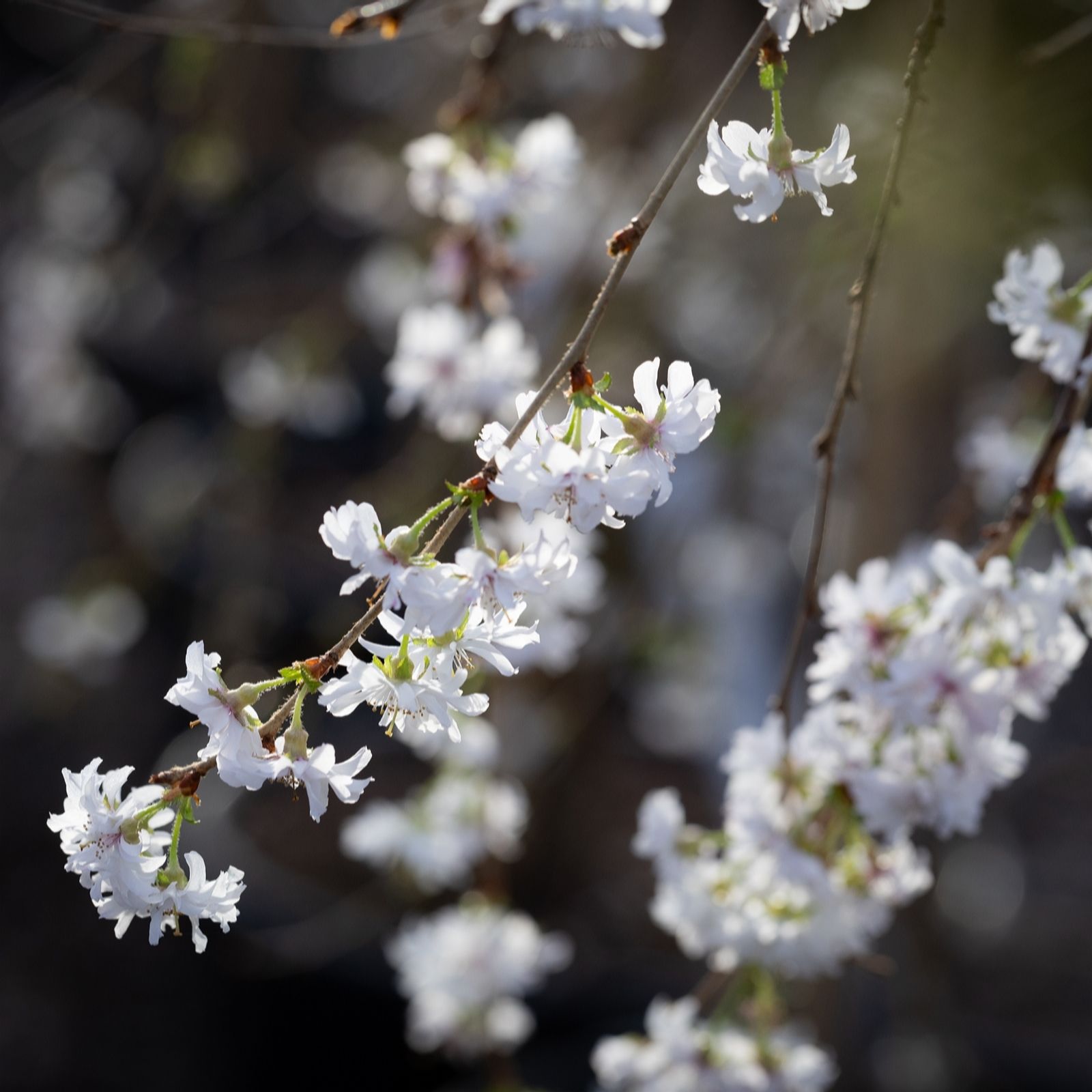 Frank P Matthews Prunus Crystal Falls in 12 Litre Container
