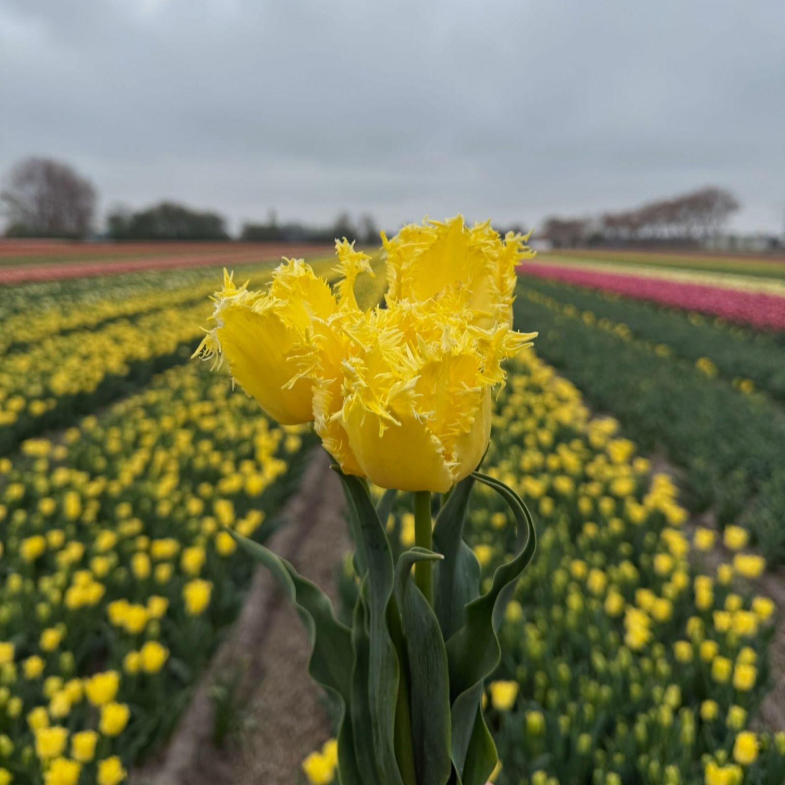 Thompson & Morgan Tulip Sunny Time 16 Bulbs