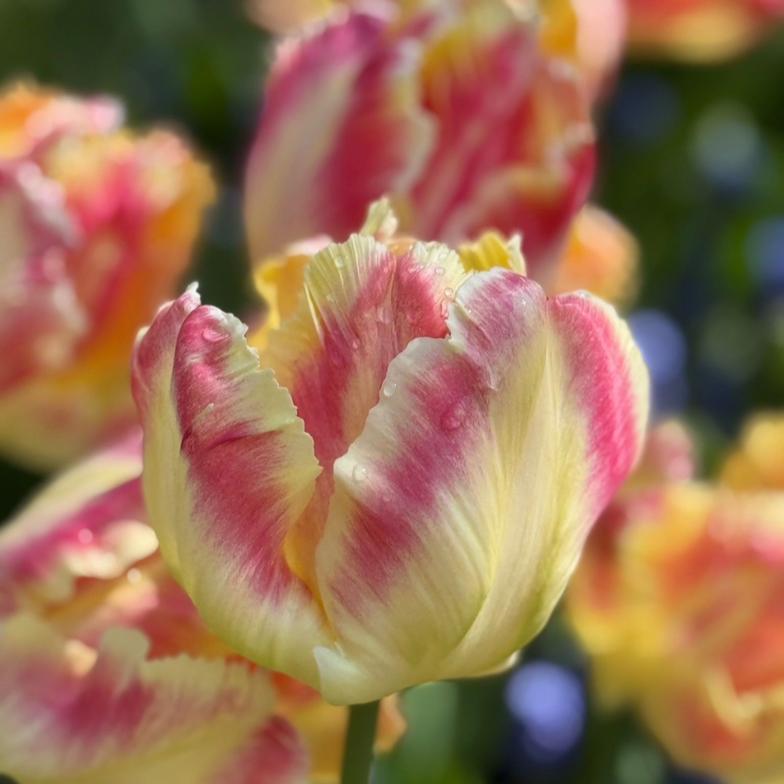Thompson & Morgan Blushing Parrot 8 Bulbs
