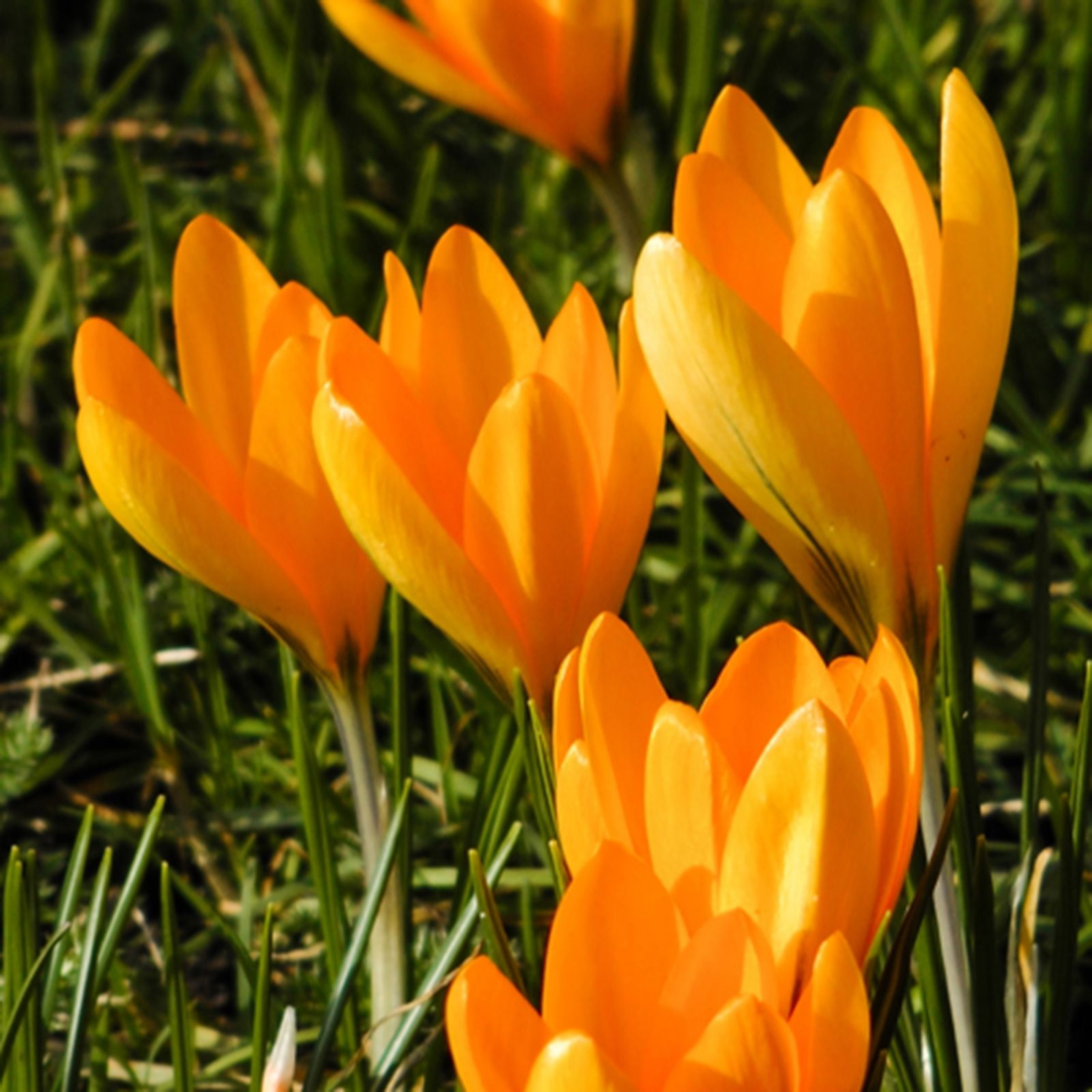 YouGarden Crocus Large-Flowered Yellow x 40 Bulbs