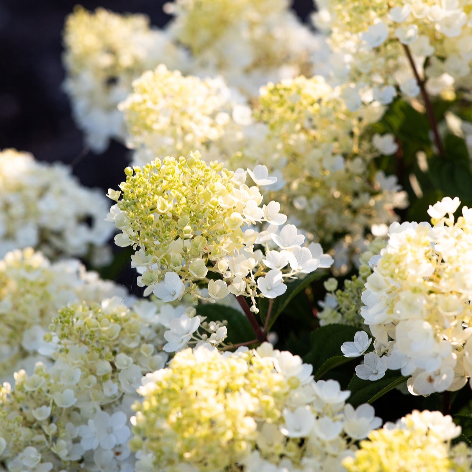 Thompson & Morgan Hydrangea Living Little Blossom 1 Litre Pot x1