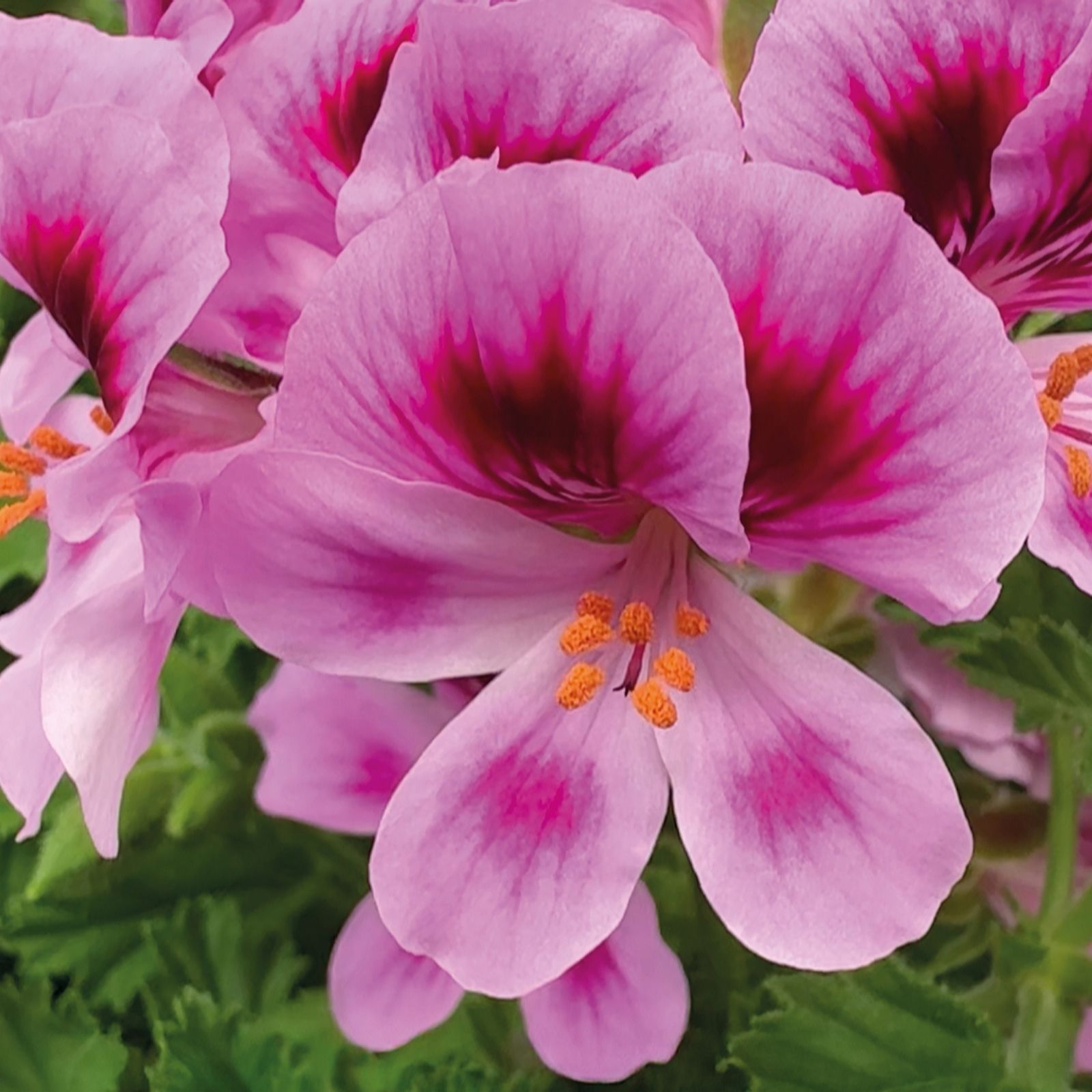 Richard Jackson Scented Geranium Angels Perfum 5 x 6cm