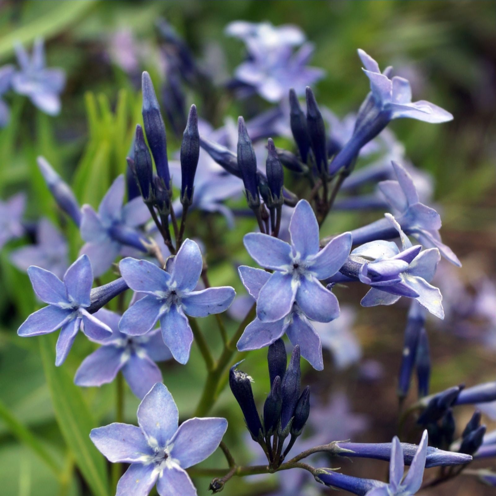 Hayloft Plants Amsonia 'Blue Ice' 3 x 9cm Pots