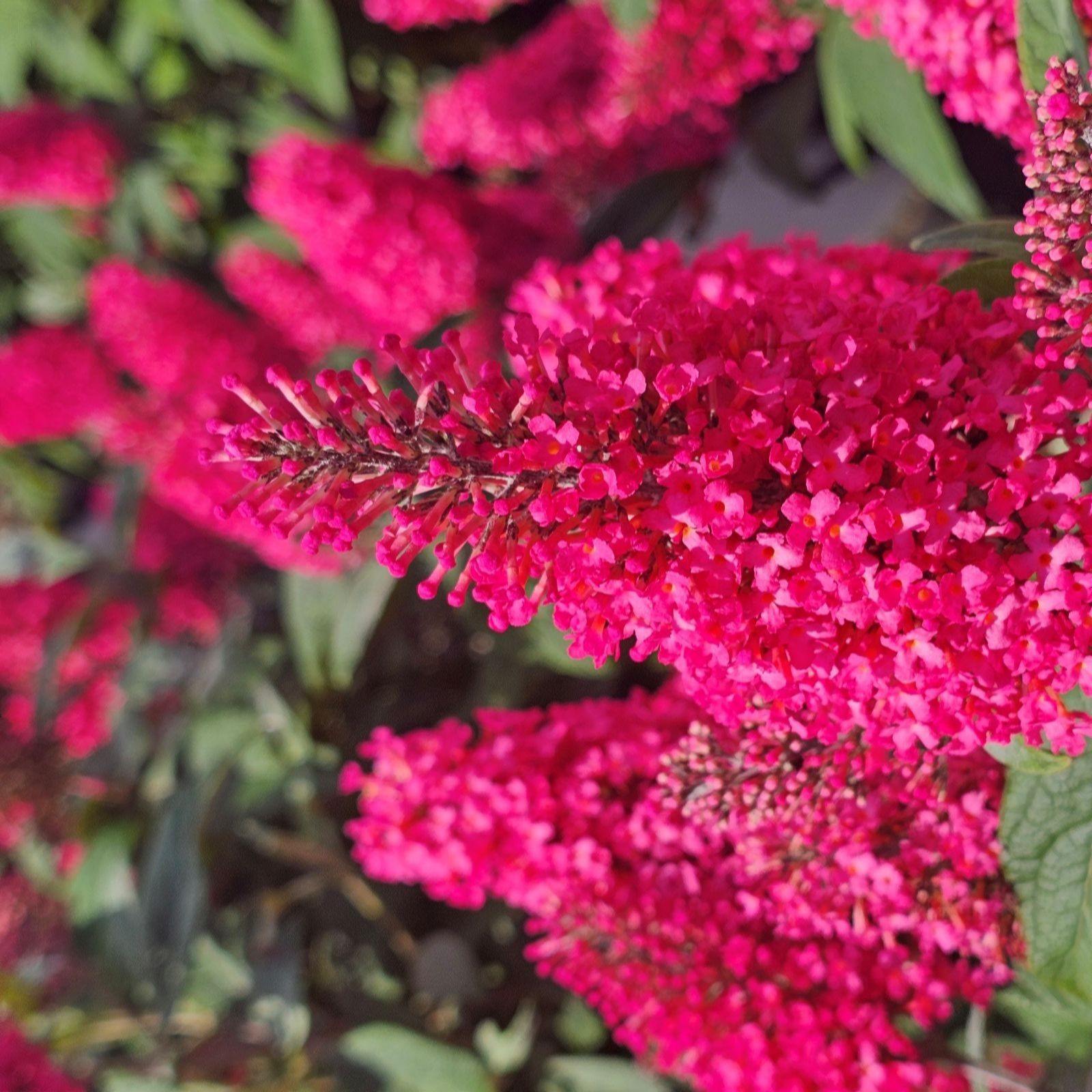 Thompson & Morgan Buddleja Butterfly Candy Little Bubblegum 3 Litre Pot x 1