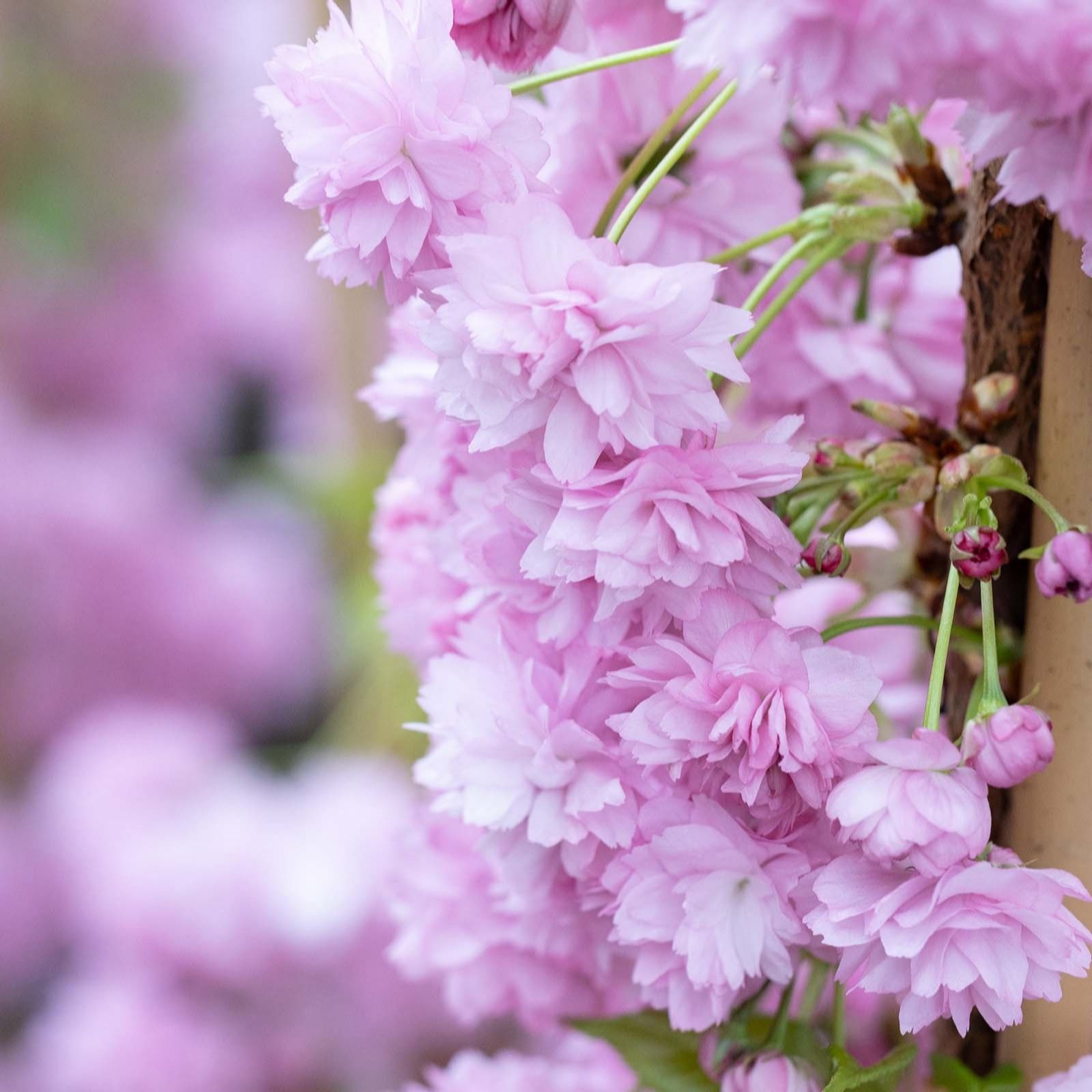 Frank P Matthews Prunus Blossom Collection 4 x Bare Root Trees
