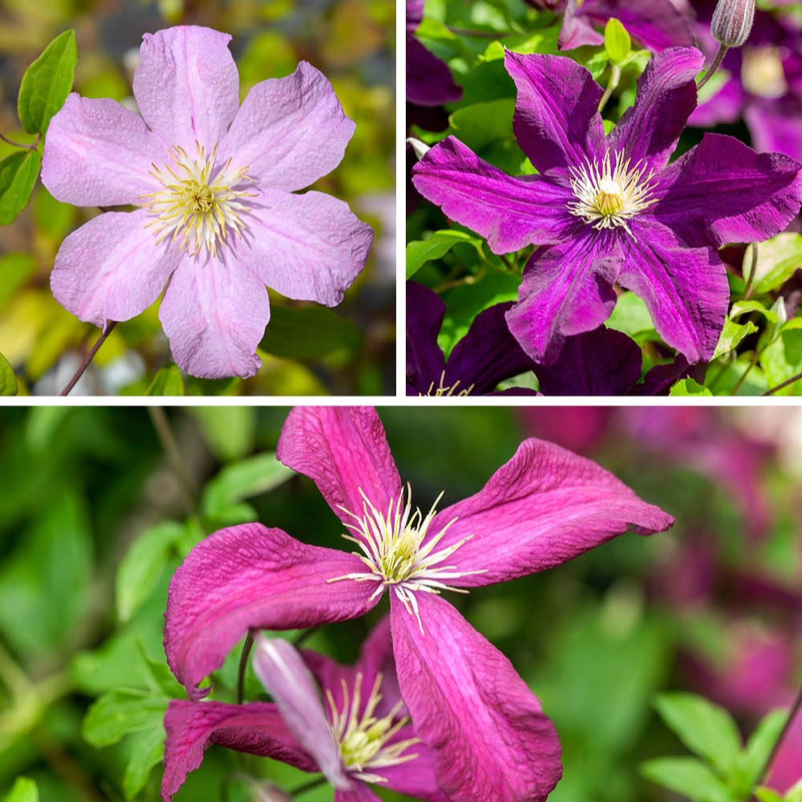 YouGarden Summer Long Clematis Collection in 9cm pots x3