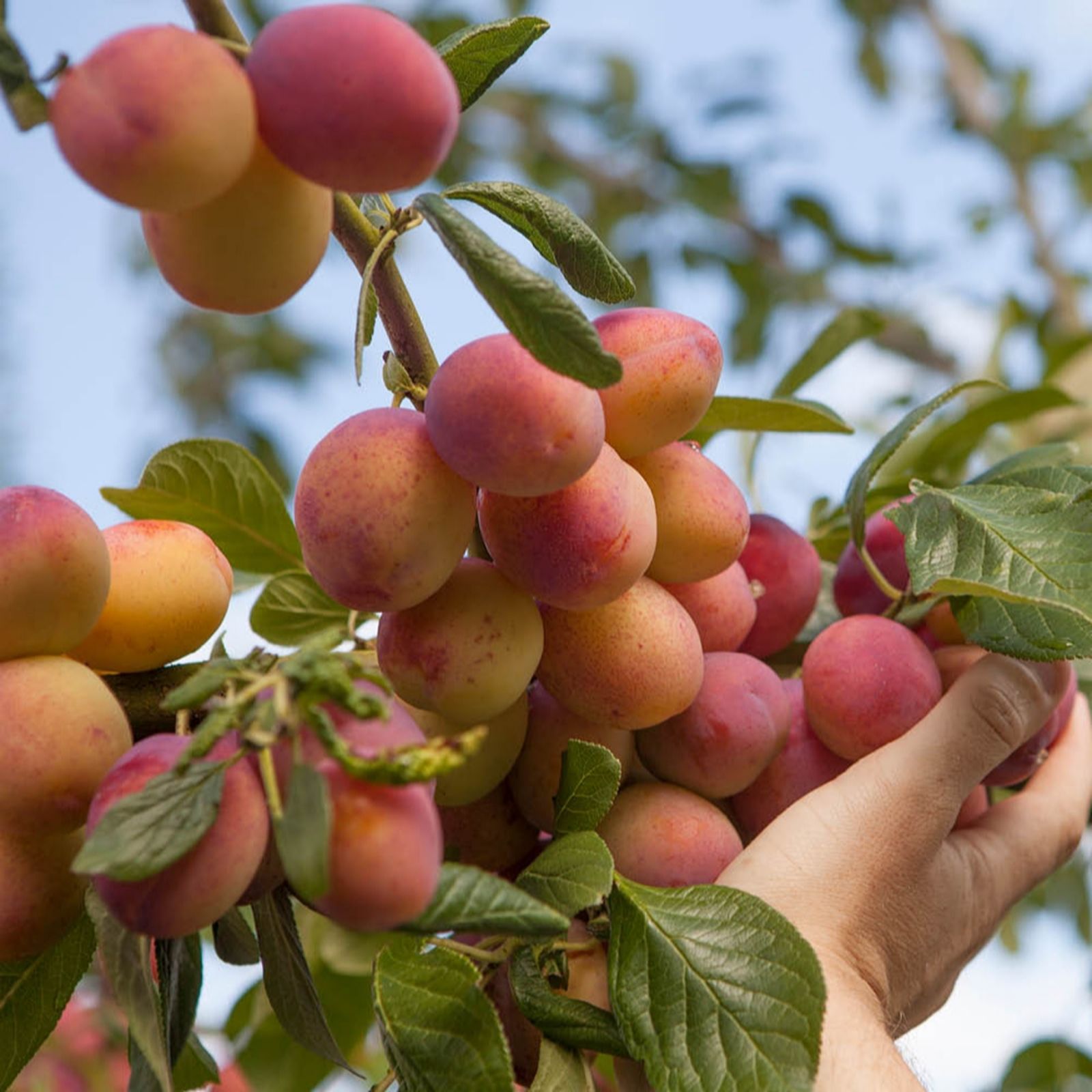 YouGarden Plum 'Little Vic' Patio in a 4.5L Pot