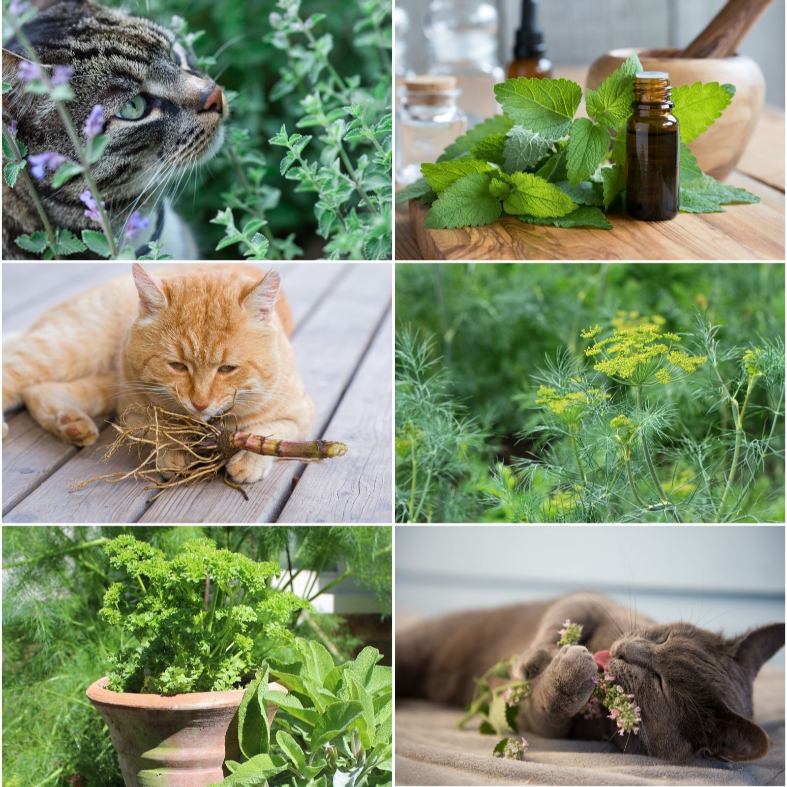 Fyne Herbs Cat Herbs x6