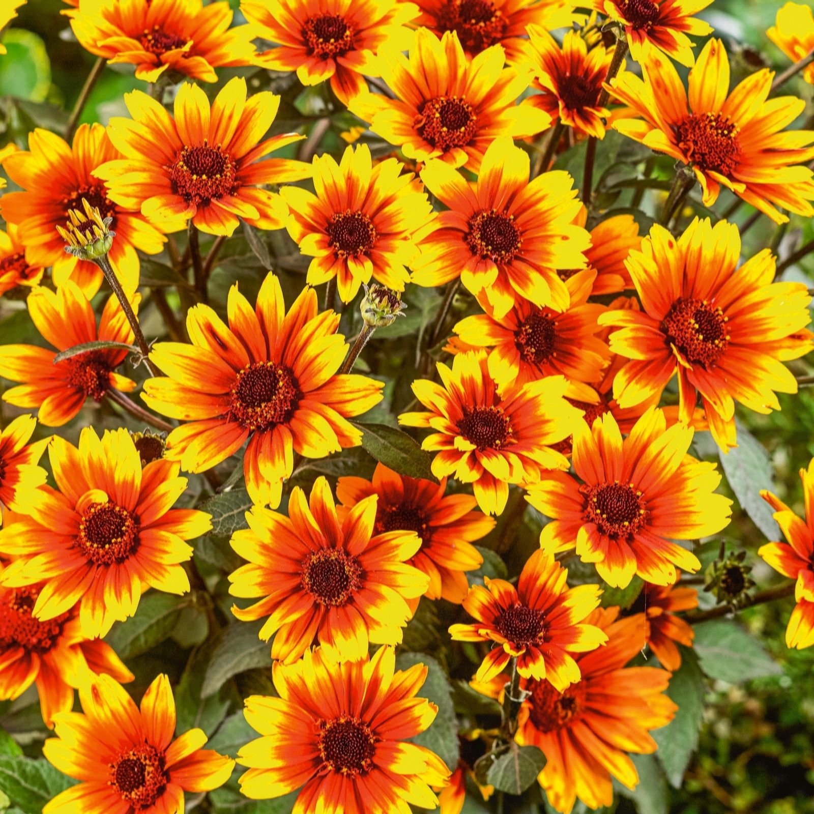 Plants2Garden Heliopsis Burning Hearts 3 x 9cm