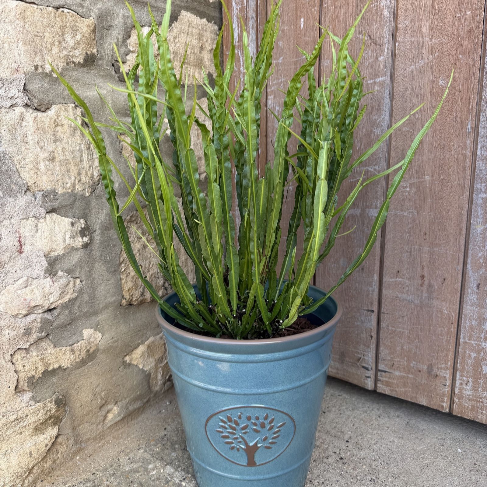Plants2Gardens Baccharis Green Coral 3L