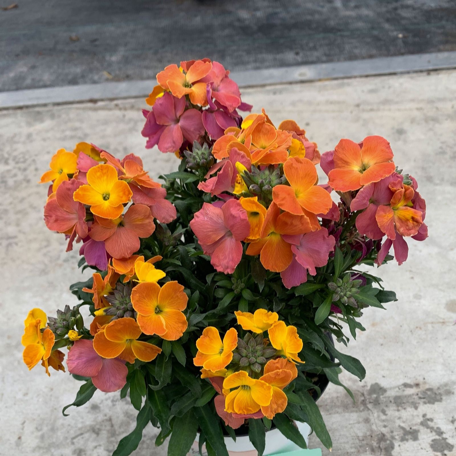 Plants 2 Gardens Erysimum Orange Glow 3 x 2ltr